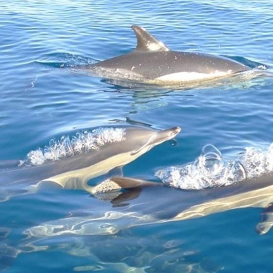 Apartamento Cor Do Mar - Sunny, Clean And Spacious Apartment With Sea View, In Alvor - Very Close Walking Distance To The Beach And Alvor Village エクステリア 写真